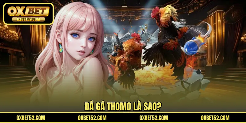 Đá gà Thomo là sao?